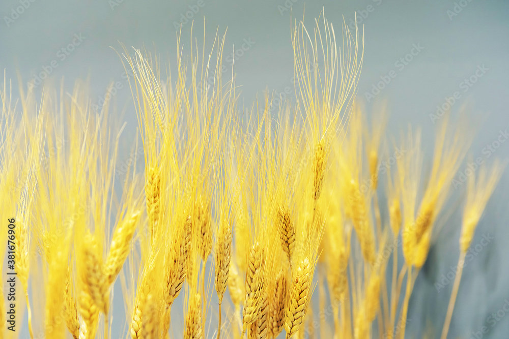 Golden spikelets of wheat on a gray background. Studio photo. Side view Golden spikelets of wheat on a gray background. Studio photo. Side view