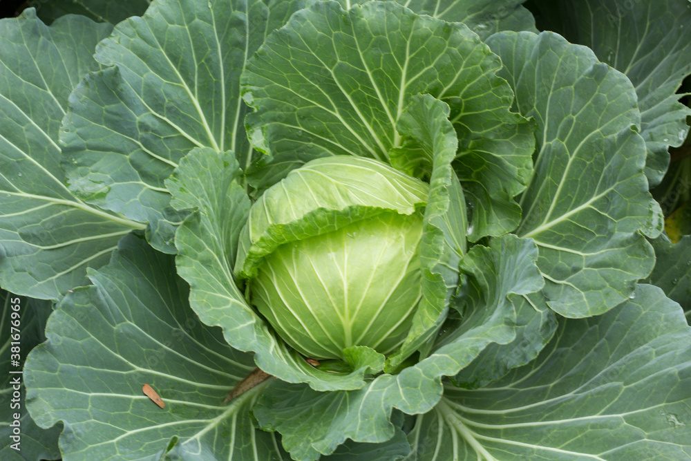cabbage in the garden
