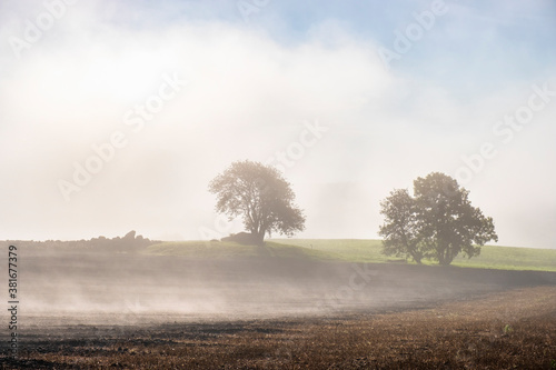 Beautiful morning mist in the countryside with trees in silhouettes