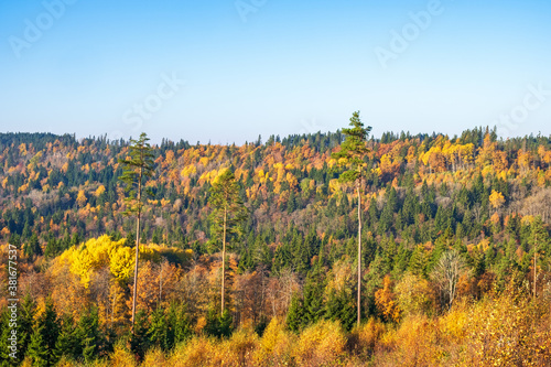 Mixed forest in beautiful autumn colours view