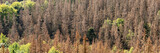 Panorama of the dead dry forest in Germany. Bark beetle calamity. Environmental disaster