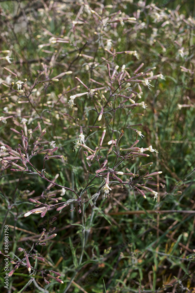 Silene italica