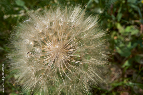 Tragopogon pratensis pappus