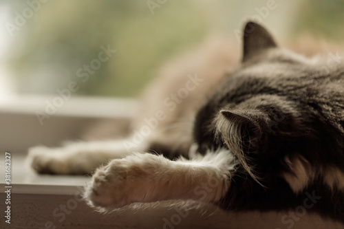 cat on the window sill © Neils