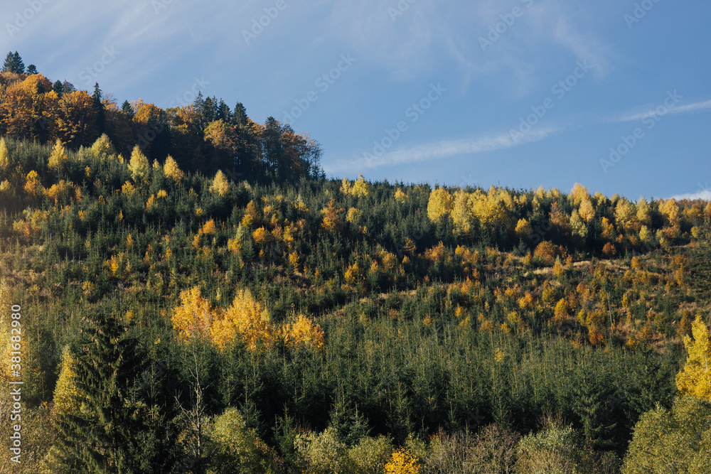 Mountain forest landscape and blue sky. Majestic trees with sunlight in a mountain valley.