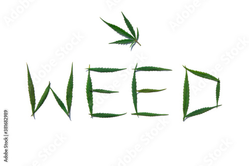 Word WEED from green hemp leaves on a white background. Inscription made from marijuana leaves, isolated.