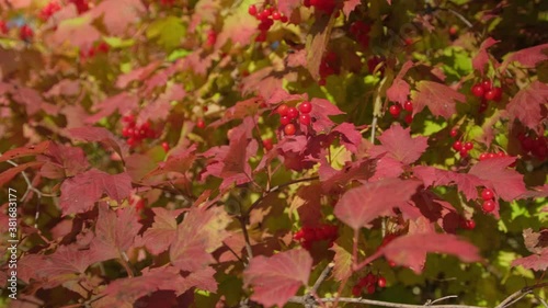 Autumn forest . Autumn maple leaves on a background of blue sky and sun