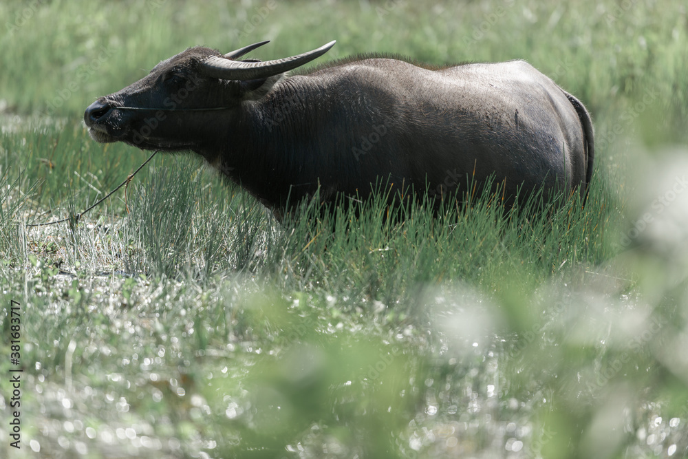 Water buffalo (Bubalus bubalis) or Domestic water buffalo is bound in the rice field. Water buffalo (Bubalus bubalis) or Domestic water buffalo is bound in the rice field.