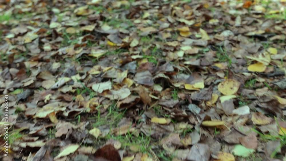autumn foliage covered the ground with a carpet; leaf fall in autumn autumn foliage covered the ground with a carpet; leaf fall in autumn
