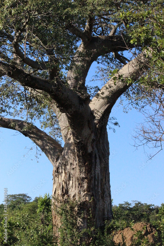 Photo Taken in Kruger National Park Photo Taken in Kruger National Park