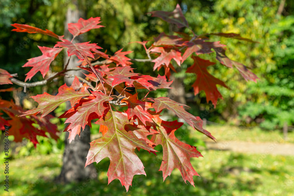 Autumn red color of the deciduous maple tree of the family Acereae Autumn red color of the deciduous maple tree of the family Acereae
