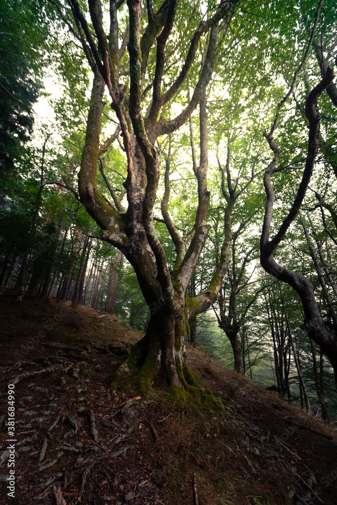 Foggy forest of Artikutza at the Basque mountains. Foggy forest of Artikutza at the Basque mountains.