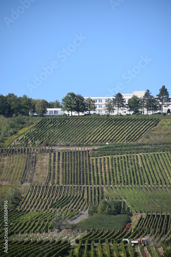 WEinberge am Hügel von Zell-Barl photo