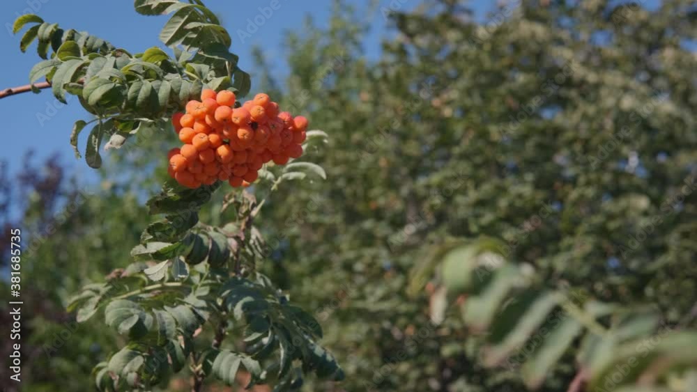 Bunches of rowan. A view of a bright bunches of ripe rowan in the park in the sun light. Bunches of rowan. A view of a bright bunches of ripe rowan in the park in the sun light.