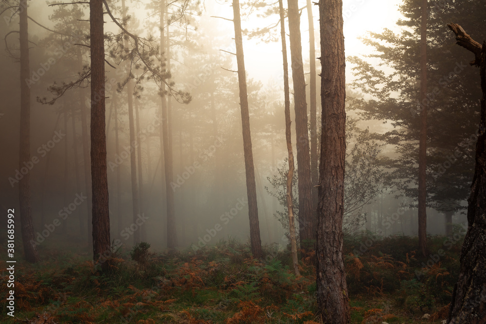 Naklejka premium Foggy forest of Artikutza at the Basque mountains.