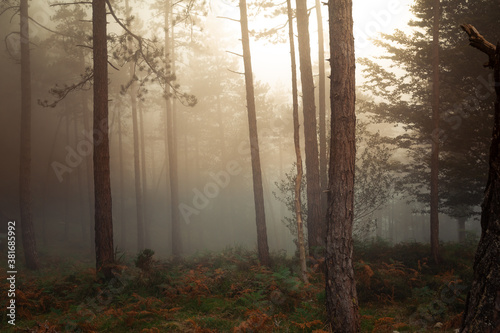 Foggy forest of Artikutza at the Basque mountains.