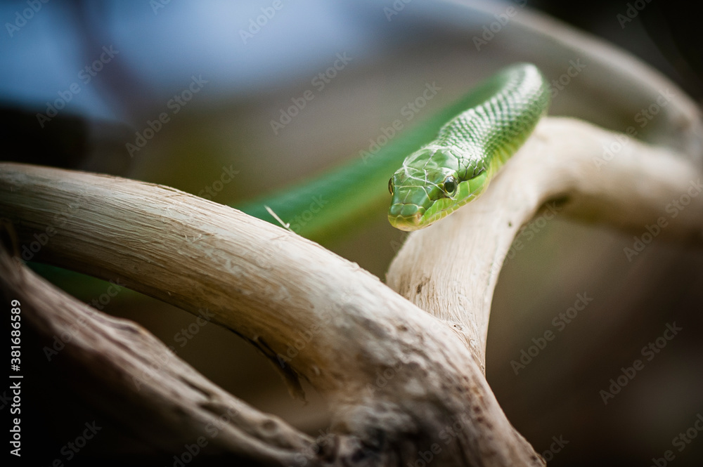 Portrait d'un serpent mamba vert