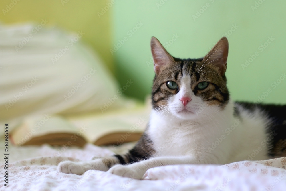 Cute tabby cat and open book on a bed. Selective focus. Cute tabby cat and open book on a bed. Selective focus.