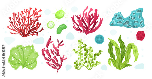 Underwater marine flora. Marine aquarium flora, aqua plants, coral reef underwater seaweed ocean plants phytoplankton, algae, laminaria, sea moss tropical sea plant underwater painting vector