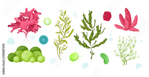 Underwater marine flora. Marine aquarium flora, aqua plants, coral reef underwater seaweed ocean plants phytoplankton, algae, laminaria, sea moss tropical sea plant underwater painting vector