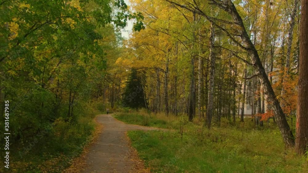 Beautiful autumn forest.Lots of autumn leaves.Path through the autumn forest.Steadycam Beautiful autumn forest.Lots of autumn leaves.Path through the autumn forest.Steadycam