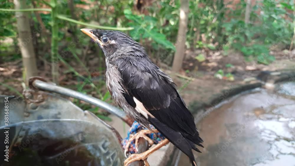 myna-indian-myna-birds-the-myna-mynah-is-a-bird-of-the-starling