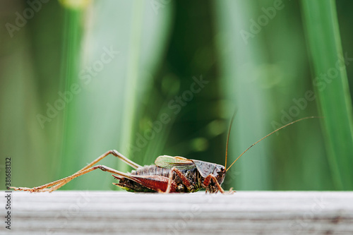 Macro d'un joli cricket dans la nature © PicsArt