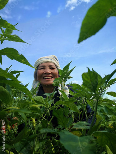 A middle aged Asian woman farmer was smiling while happily harvesting the peppers she planted on her farm.
