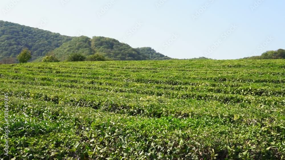 tea leaves on tea plantations. Slow panning. the tea harvest tea leaves on tea plantations. Slow panning. the tea harvest
