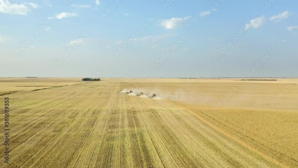 Combine harvesters mowing canola in sunny field, long drone shot Combine harvesters mowing canola in sunny field, long drone shot