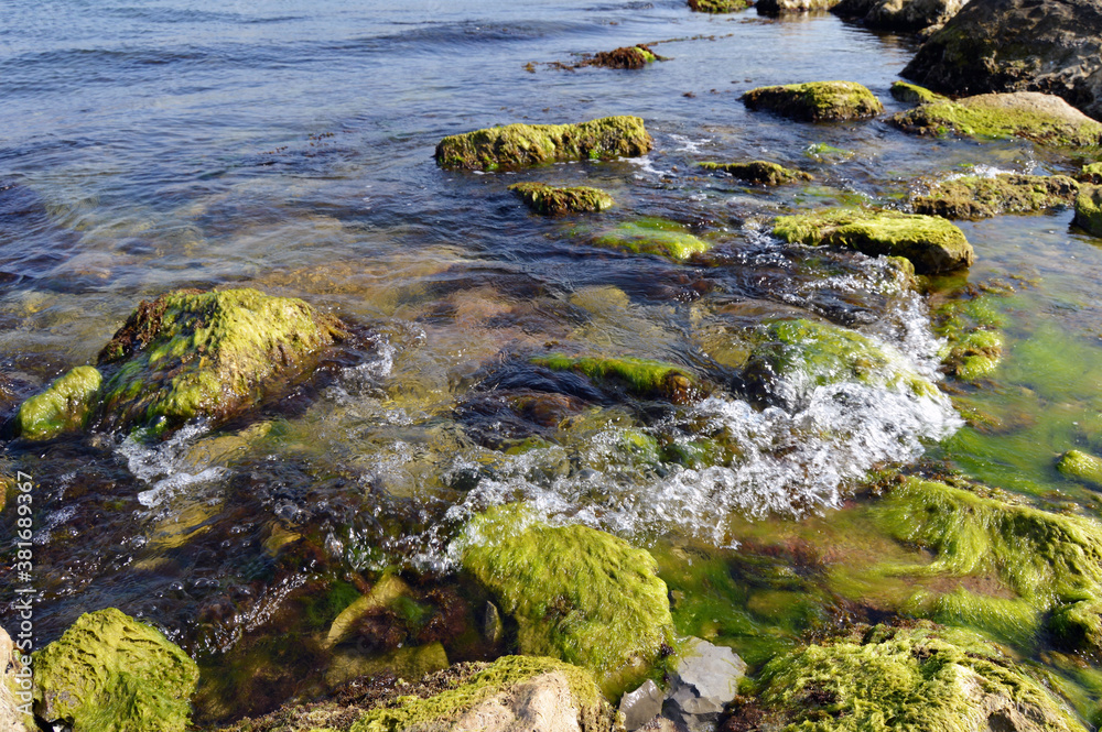 moss-covered sea stones