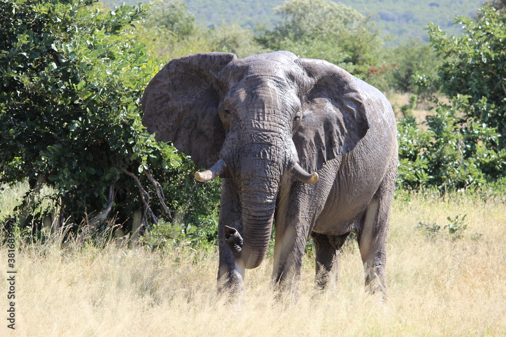 Fototapeta premium Photo Taken in Kruger National Park
