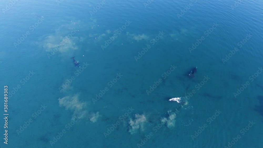 A Pod Of Whales In The Bright Blue Patagonian Sea - Whale Watching In Argentina - aerial drone, wide-angle shot A Pod Of Whales In The Bright Blue Patagonian Sea - Whale Watching In Argentina - aerial drone, wide-angle shot