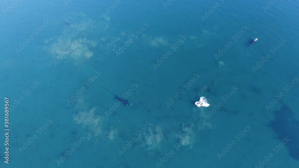 Top View Of A Whale Calf Breaching In The Beautiful Sea With Mother Whale Swimming - aerial slow motion Top View Of A Whale Calf Breaching In The Beautiful Sea With Mother Whale Swimming - aerial slow motion
