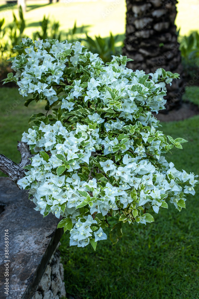 Branch of white bougainvillea flowers in tropical garden. Blooming bougainvillea flowers. Floral background. Close up. Bali