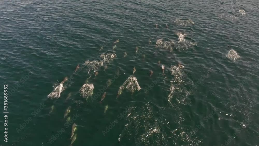 Aerial view of a pod of common dolphins in front of Bueu, Pontevedra