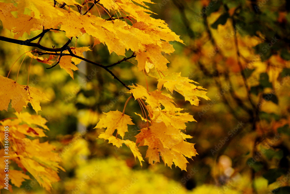 Fototapeta premium Golden maple leaves against blurry background