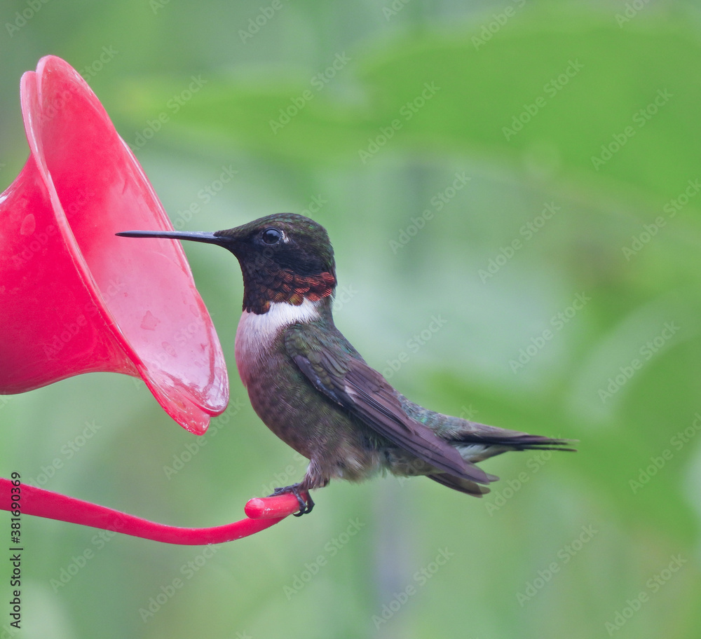 Fototapeta premium Male Ruby-Throated Hummingbird with Red Neck Feathers Sipping Nectar at Hummingbird Feeder