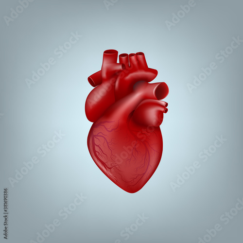Realistic 3D Human Heart With Venous System