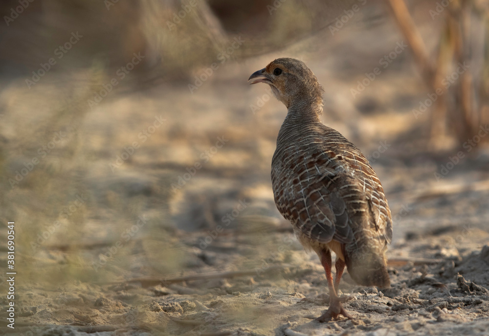 Portrait of a Grey francolin at Khamis, Bahrain Portrait of a Grey francolin at Khamis, Bahrain