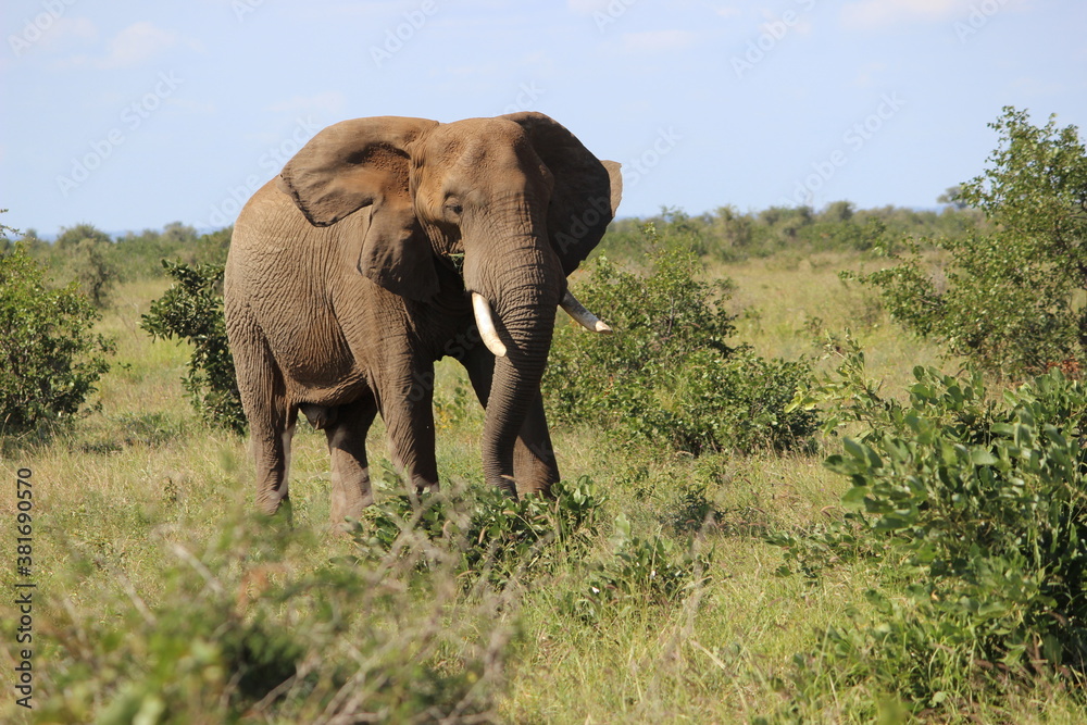 Fototapeta premium Photo Taken in Kruger National Park