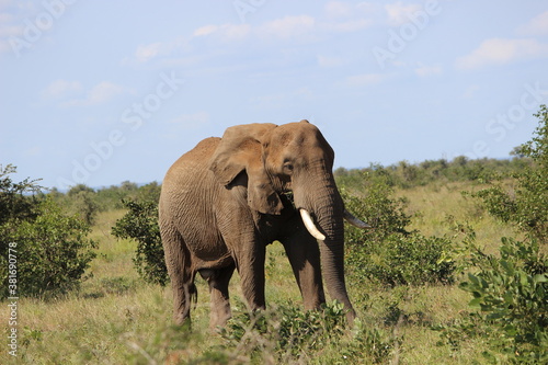 Photo Taken in Kruger National Park © Sethumaathavan
