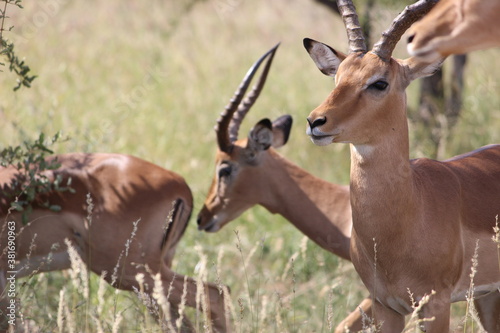 Fototapeta Naklejka Na Ścianę i Meble -  Photo Taken in Kruger National Park