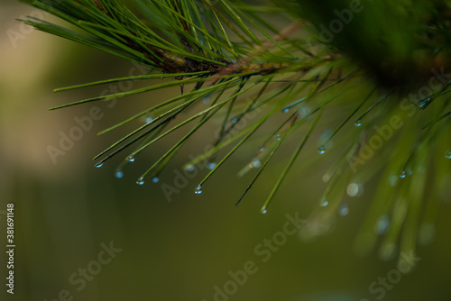 Morning dew on green tree