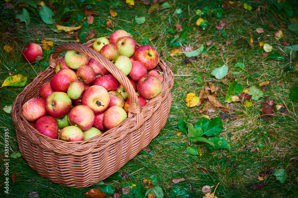 Apple harvest background, wicker basket on green wet grass after rain, top view
