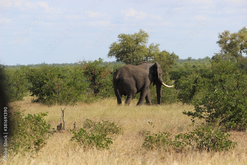 Fototapeta premium Photo Taken in Kruger National Park