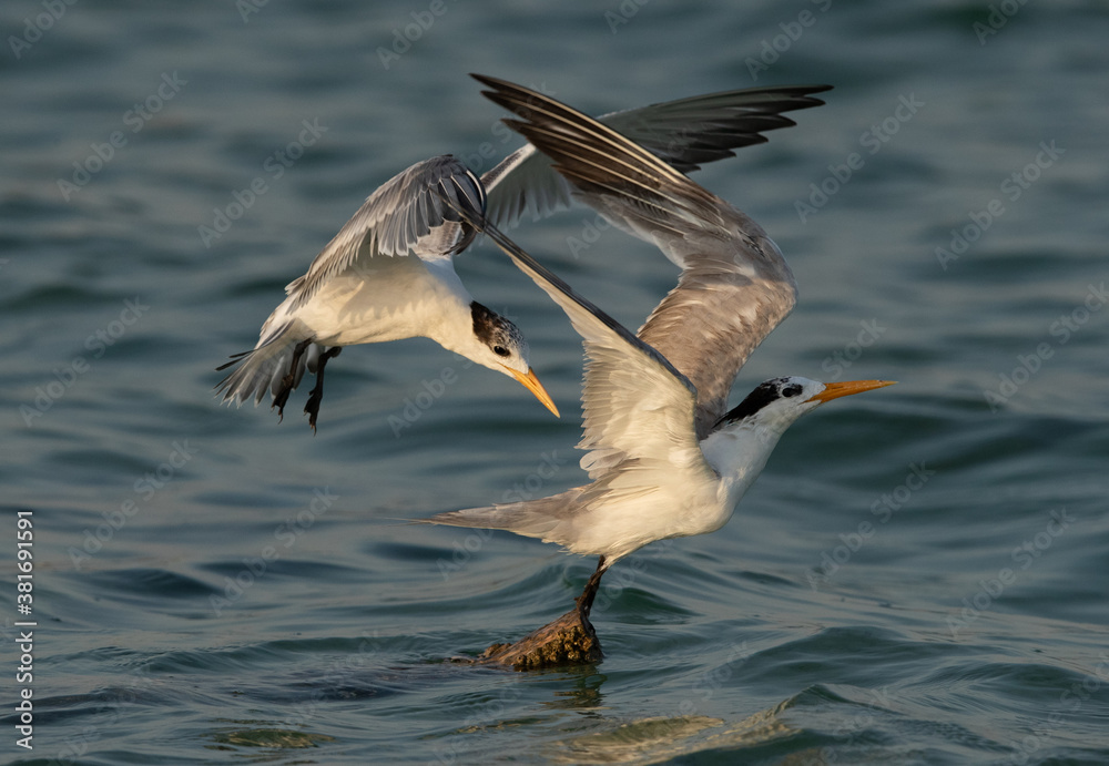 Greater Crested Tern fight for perch at Busaiteen coast, Bahrain Greater Crested Tern fight for perch at Busaiteen coast, Bahrain