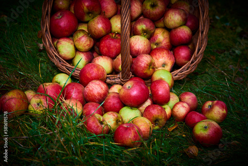 Apple harvest background, wicker basket on green wet grass after rain. Spilled apples from a basket lying on the grass. Selective focus