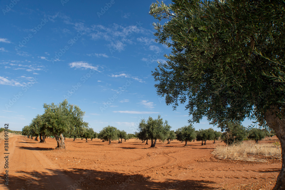 Olivar de Villarejo de Salvanés en otoño Olivar de Villarejo de Salvanés en otoño