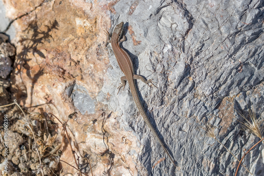 Podarcis hispanica lizard lying on a rock on a sunny day Podarcis hispanica lizard lying on a rock on a sunny day